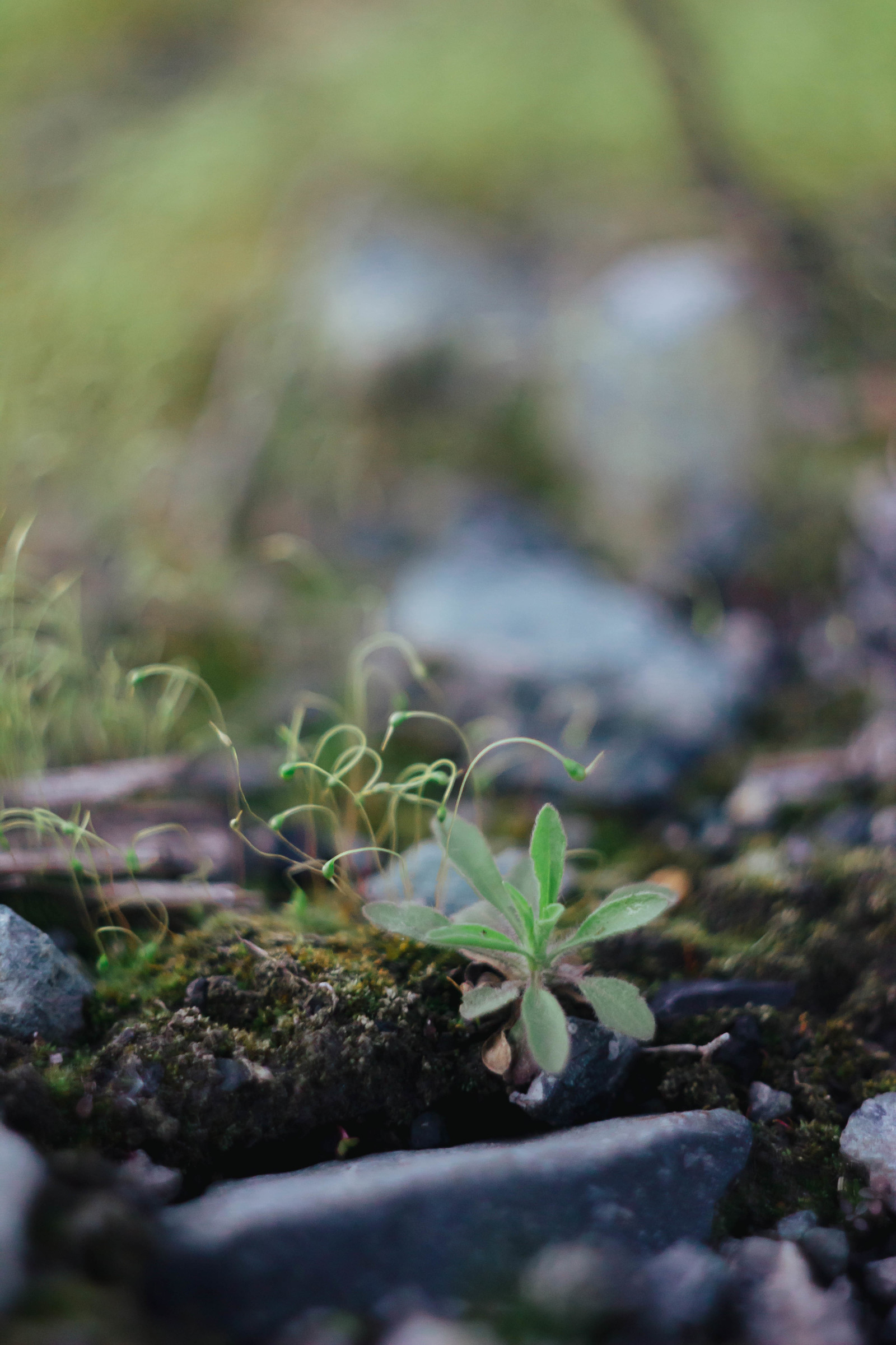 The Magic of Optics - My, Soviet optics, Helios44-2, The world under your feet, Macro, Macro rings, Canon 600D, Comparison, Longpost, Helios44-2, Macro photography