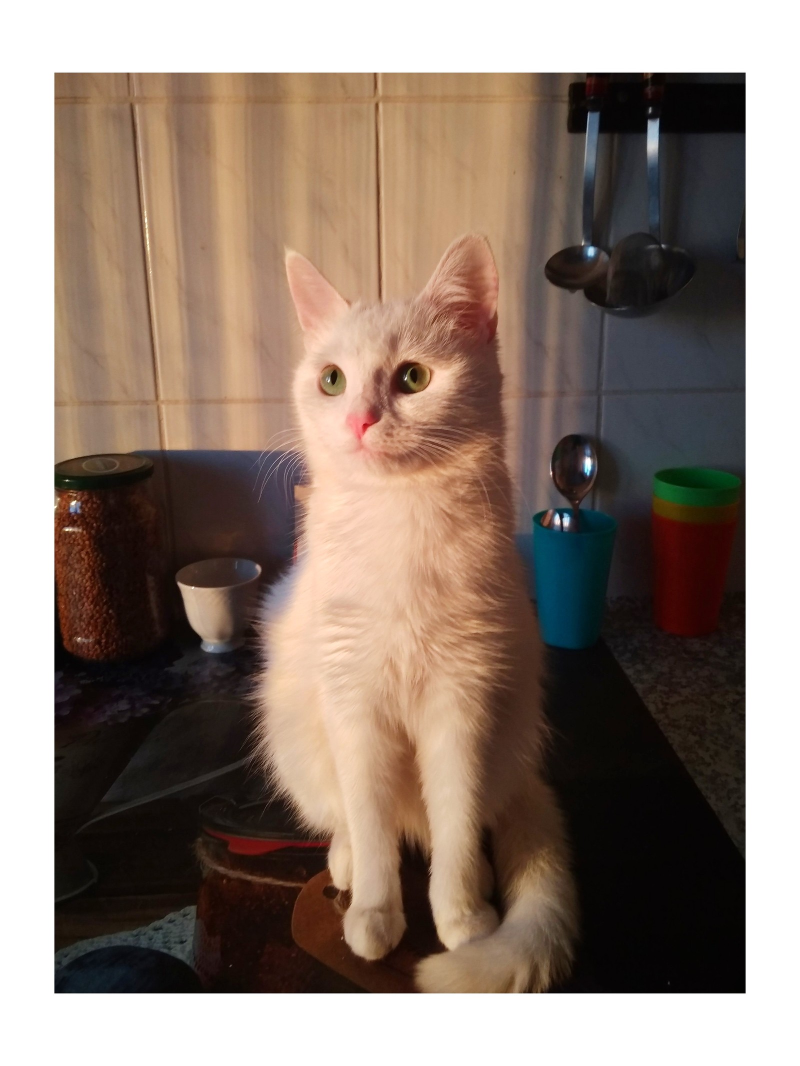 Give away kittens, Orenburg - My, Kittens, Orenburg, In good hands, Longpost, cat, No rating