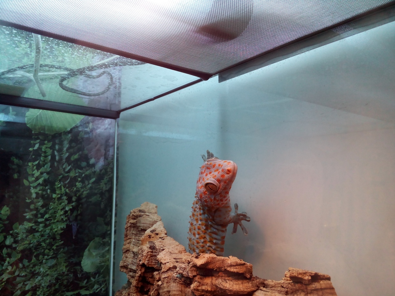 Gecko Toki. - My, Saint Petersburg, , The photo, Animals, Reptiles, Longpost