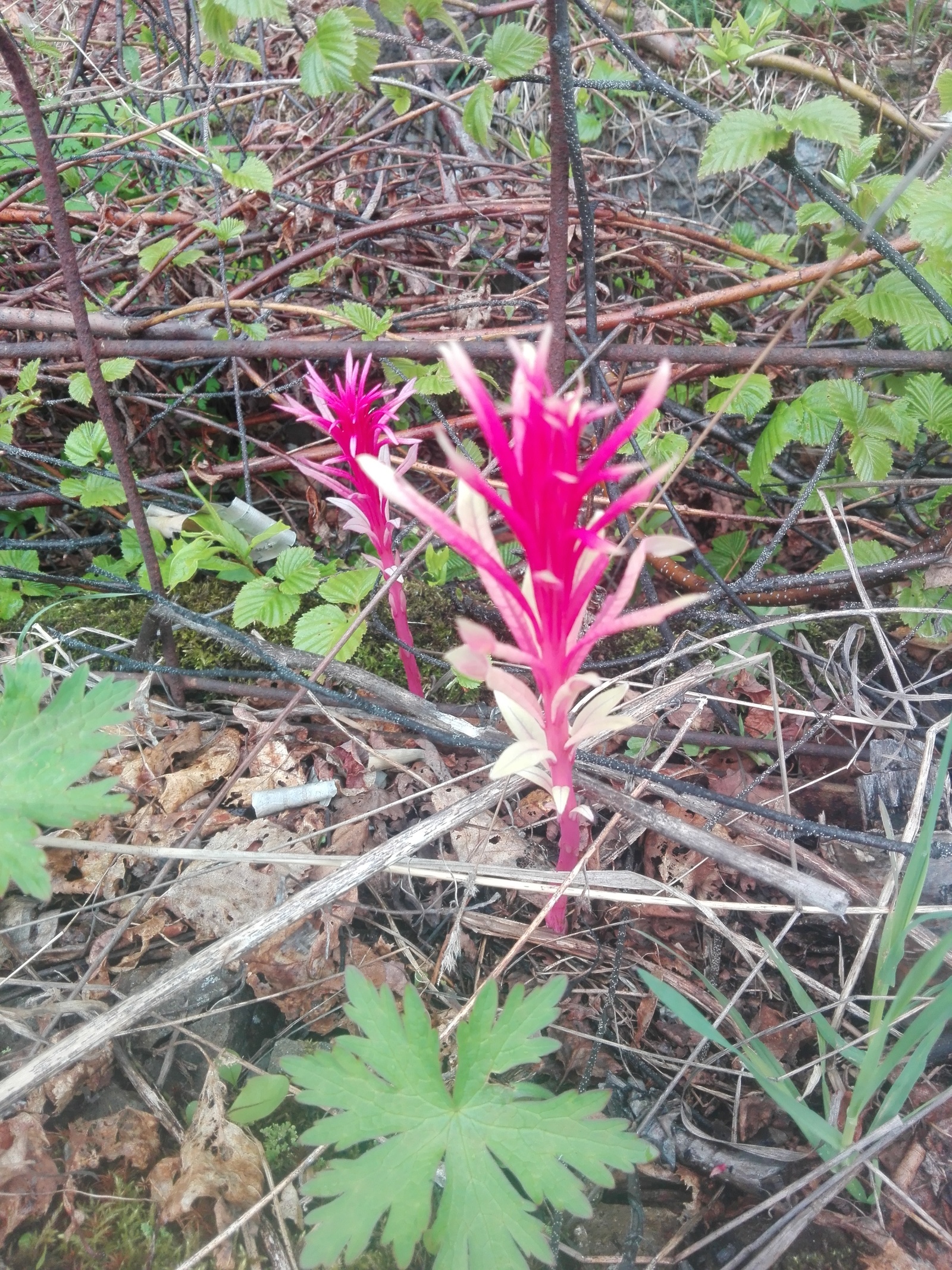 Flowers of Kamchatka - My, Kamchatka, Vilyuchinsk, Flowers, wildlife, Longpost