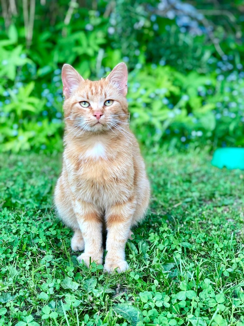 Red kitten brownie is looking for a home and family. - My, cat, Help, In good hands, No rating, Saint Petersburg, Volunteering, Longpost, Helping animals