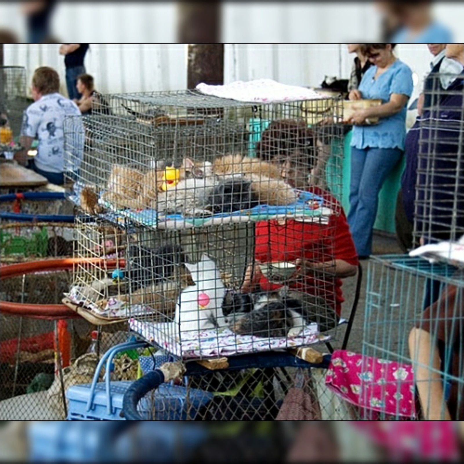 Птичий рынок в Москве