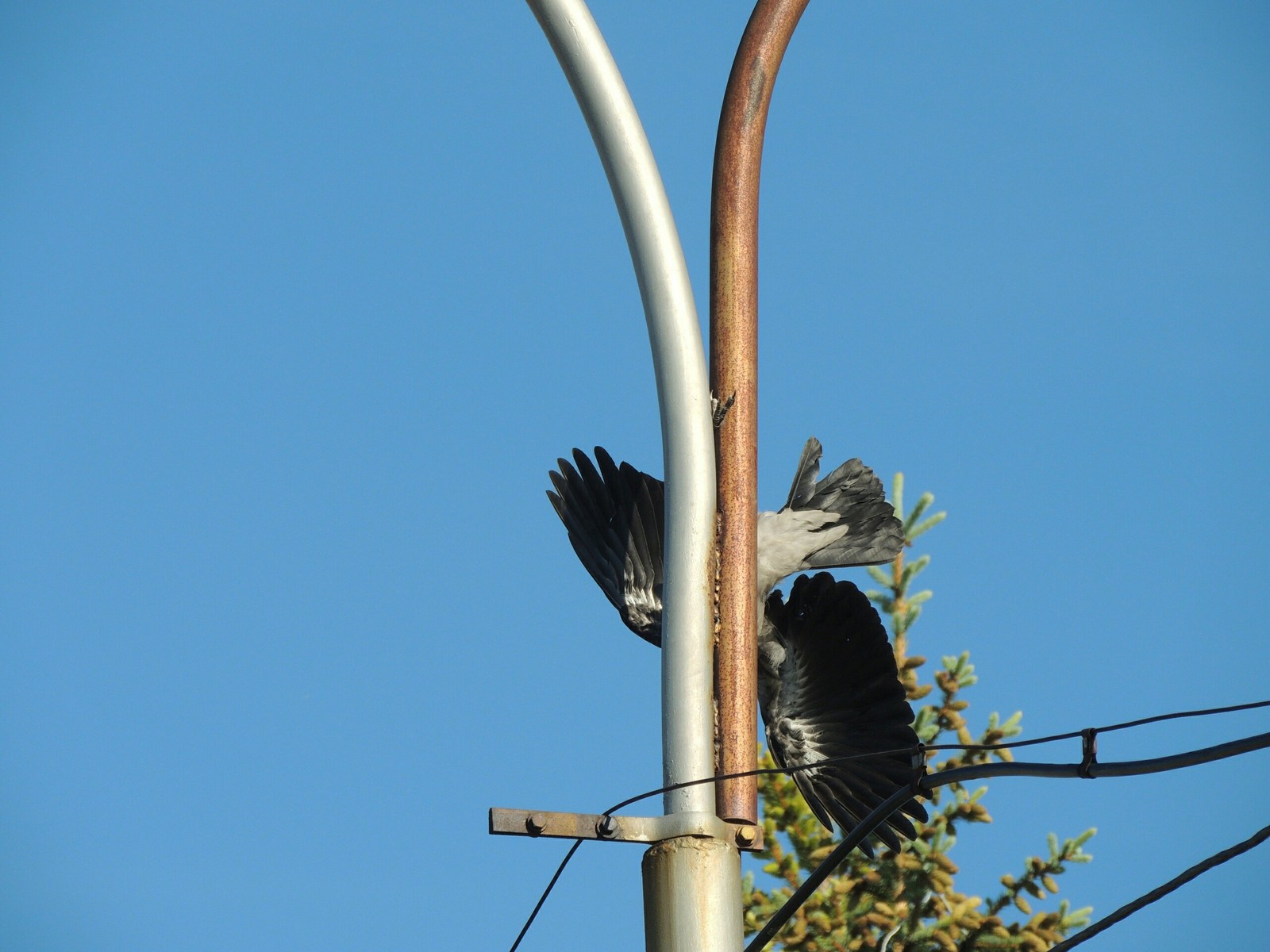 Crow - My, Ufa, Lamp, Longpost, Crow