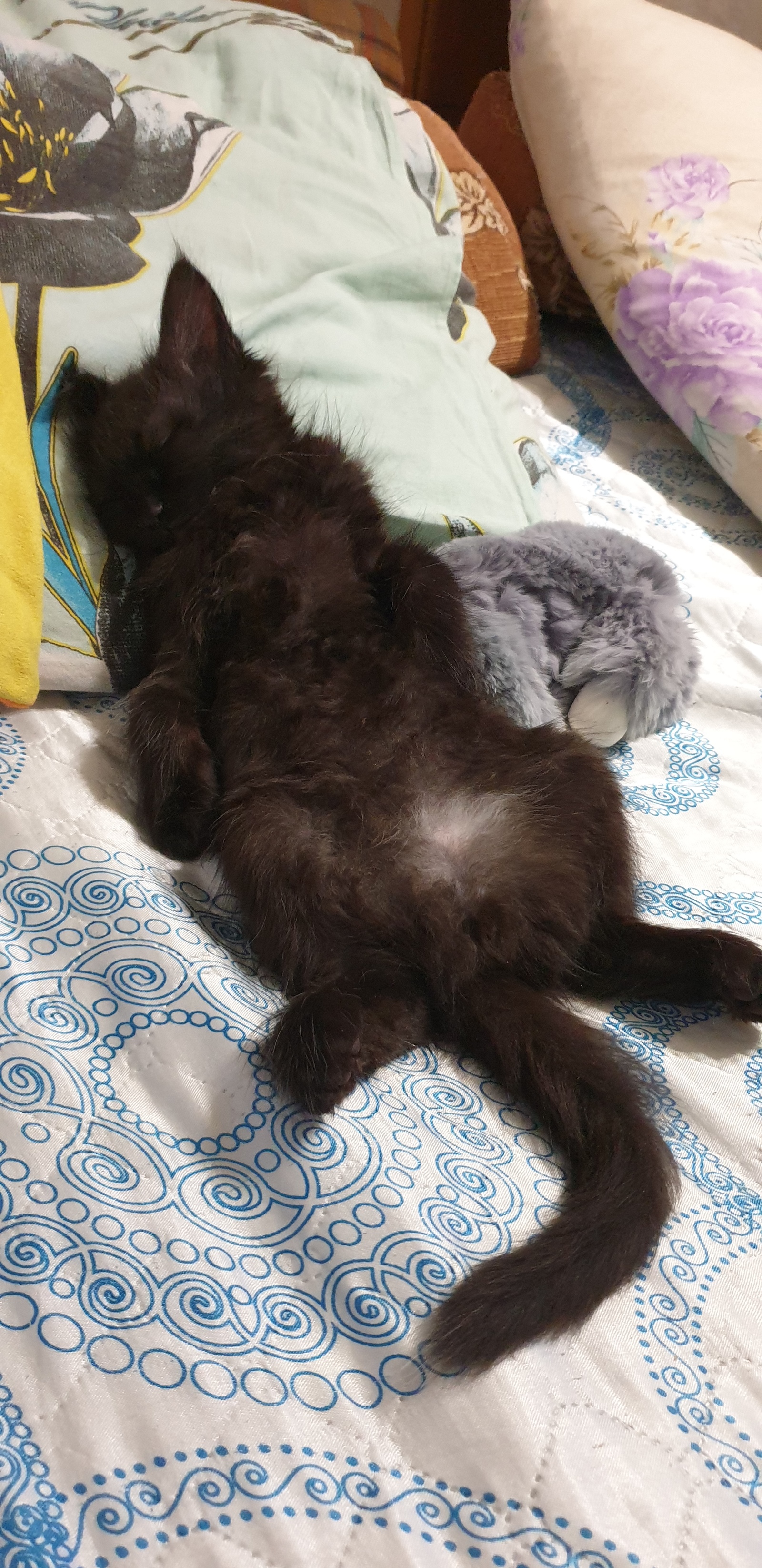 Kuzma is sleeping. - My, Black cat, Pet, Milota, Catomafia, Longpost, Dream, cat, Pets