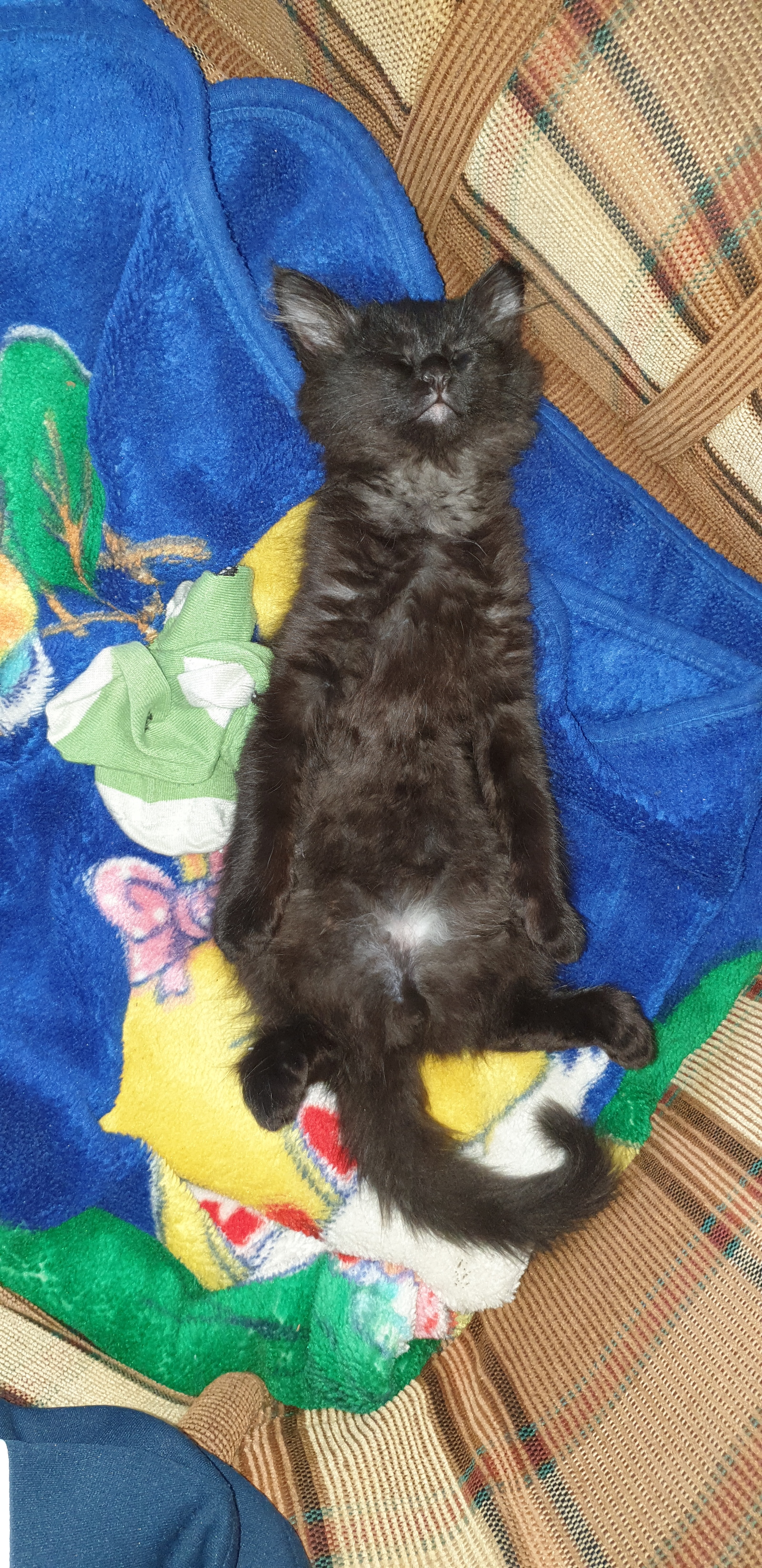 Kuzma is sleeping. - My, Black cat, Pet, Milota, Catomafia, Longpost, Dream, cat, Pets