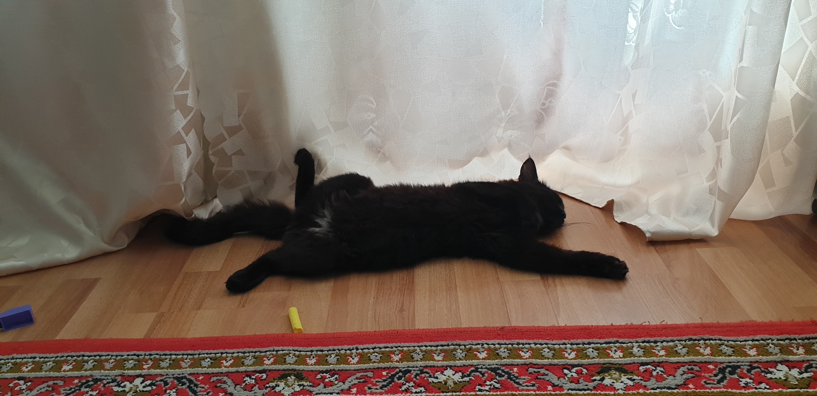 Kuzma is sleeping. - My, Black cat, Pet, Milota, Catomafia, Longpost, Dream, cat, Pets