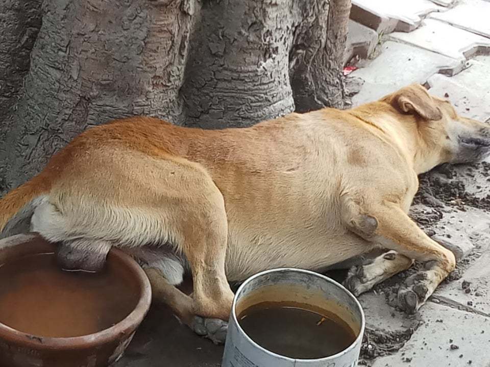 Heat - Dog, Heat, Cooling