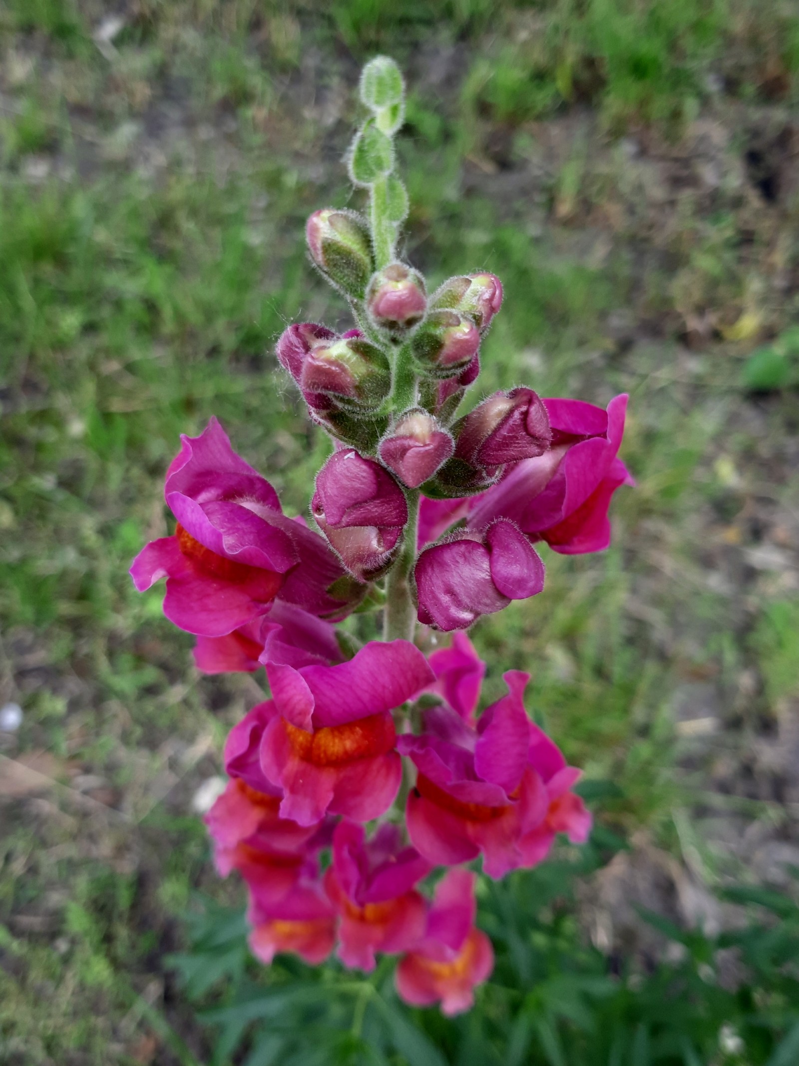 Snapdragon - My, Snapdragon, Flowers, Summer, Longpost