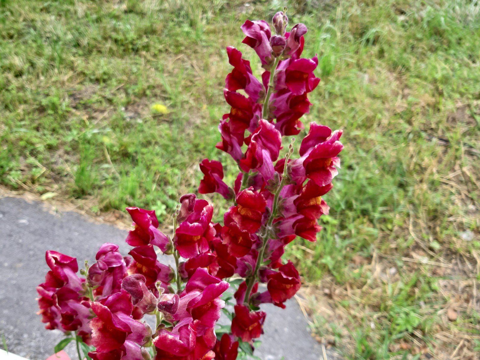 Snapdragon - My, Snapdragon, Flowers, Summer, Longpost