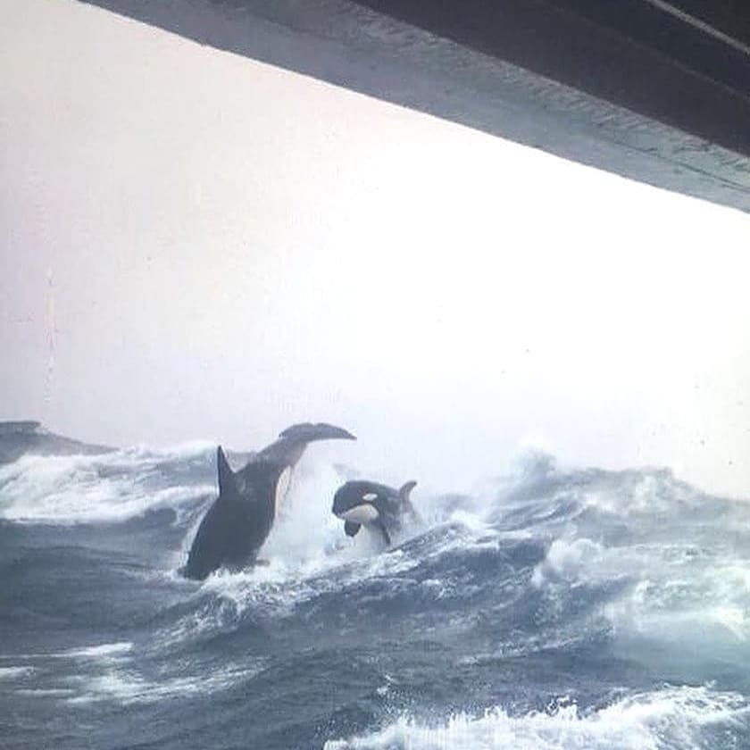 You don't see this every day. Killer whales escort a ship in Nova Scotia - Sealand, Sailors, Sea