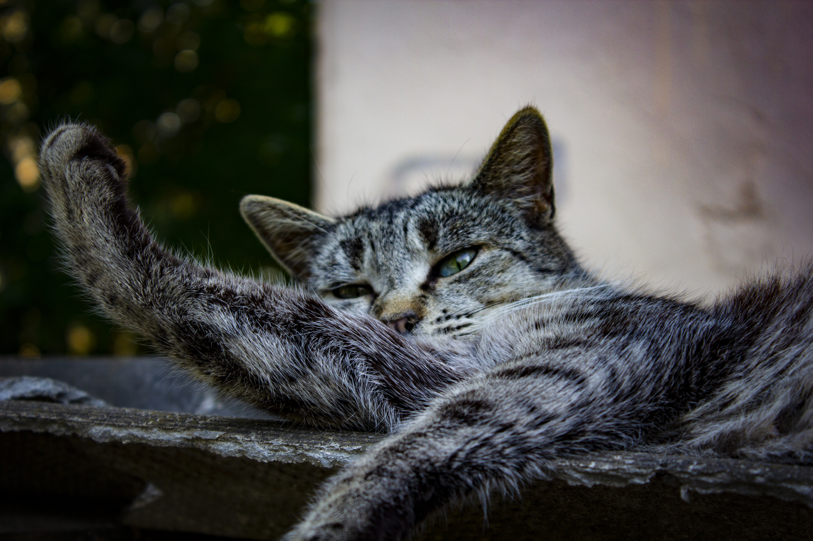 Summer baldezh - My, cat, Summer, Heat, Lukhovitsy