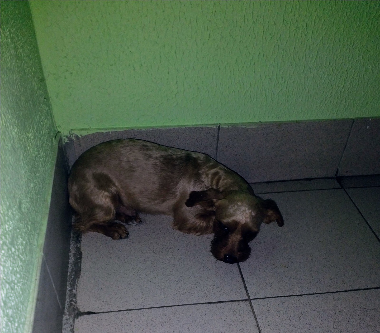 Found a dog. Moscow, Bibirevo. - My, Found a dog, Bibirevo, Lost, Dog, No rating