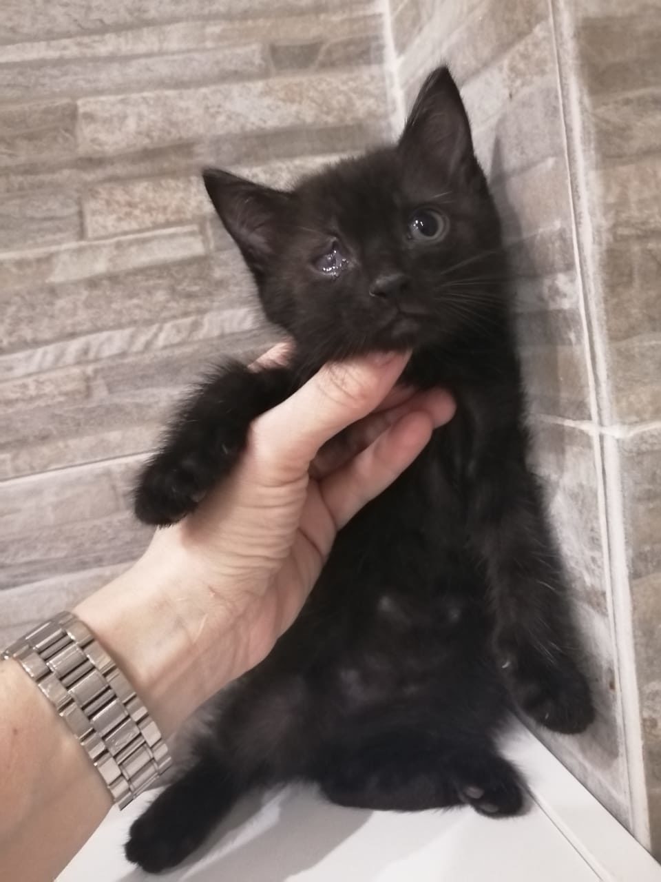 Tiny fluffy Funtik in good hands!! - Black cat, Moscow, In good hands, Longpost, cat, No rating