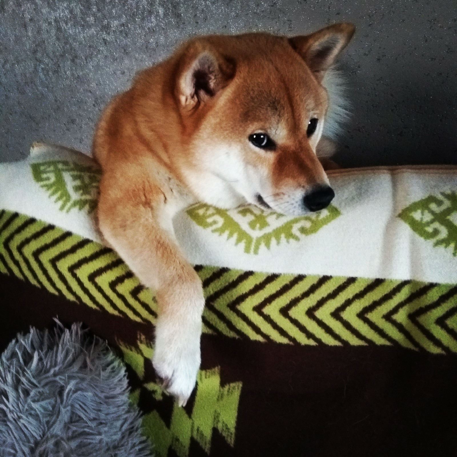 Hello from Risa. - My, Dog, Shiba Inu, , Gorgeous