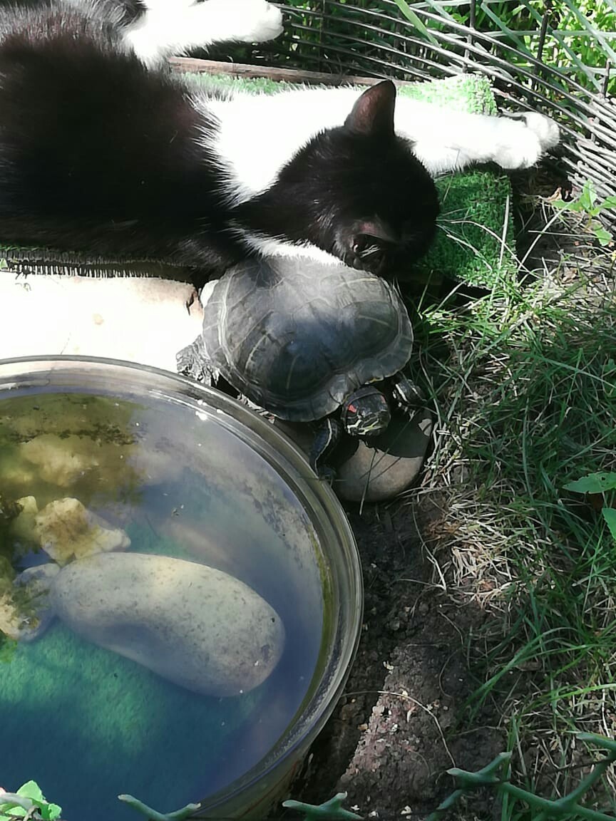 Girlfriends - My, cat, Turtle, friendship