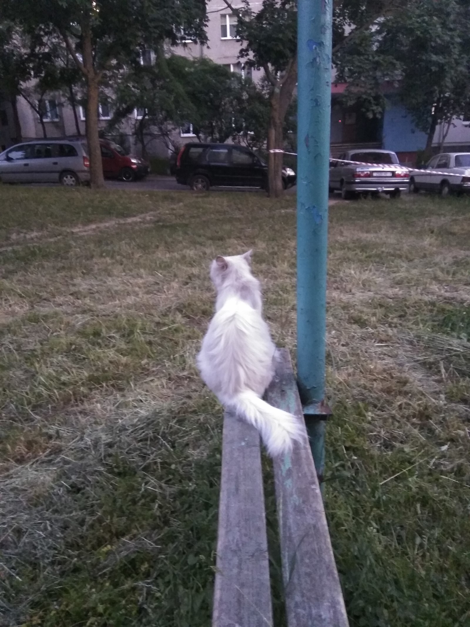 The cat needs a new home - My, Minsk, Republic of Belarus, cat, Help, Lost cat, Longpost, No rating, In good hands, Helping animals