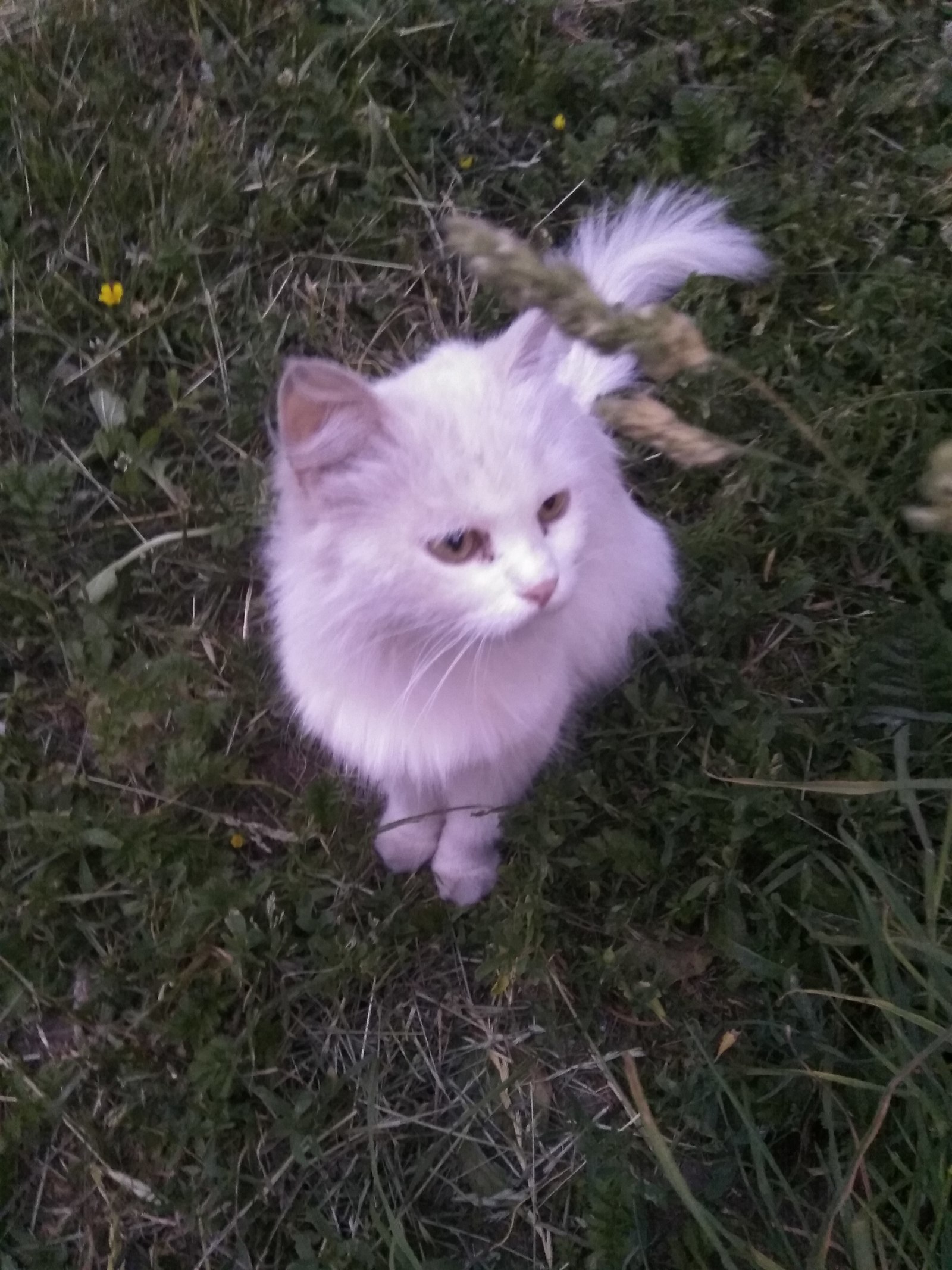 The cat needs a new home - My, Minsk, Republic of Belarus, cat, Help, Lost cat, Longpost, No rating, In good hands, Helping animals