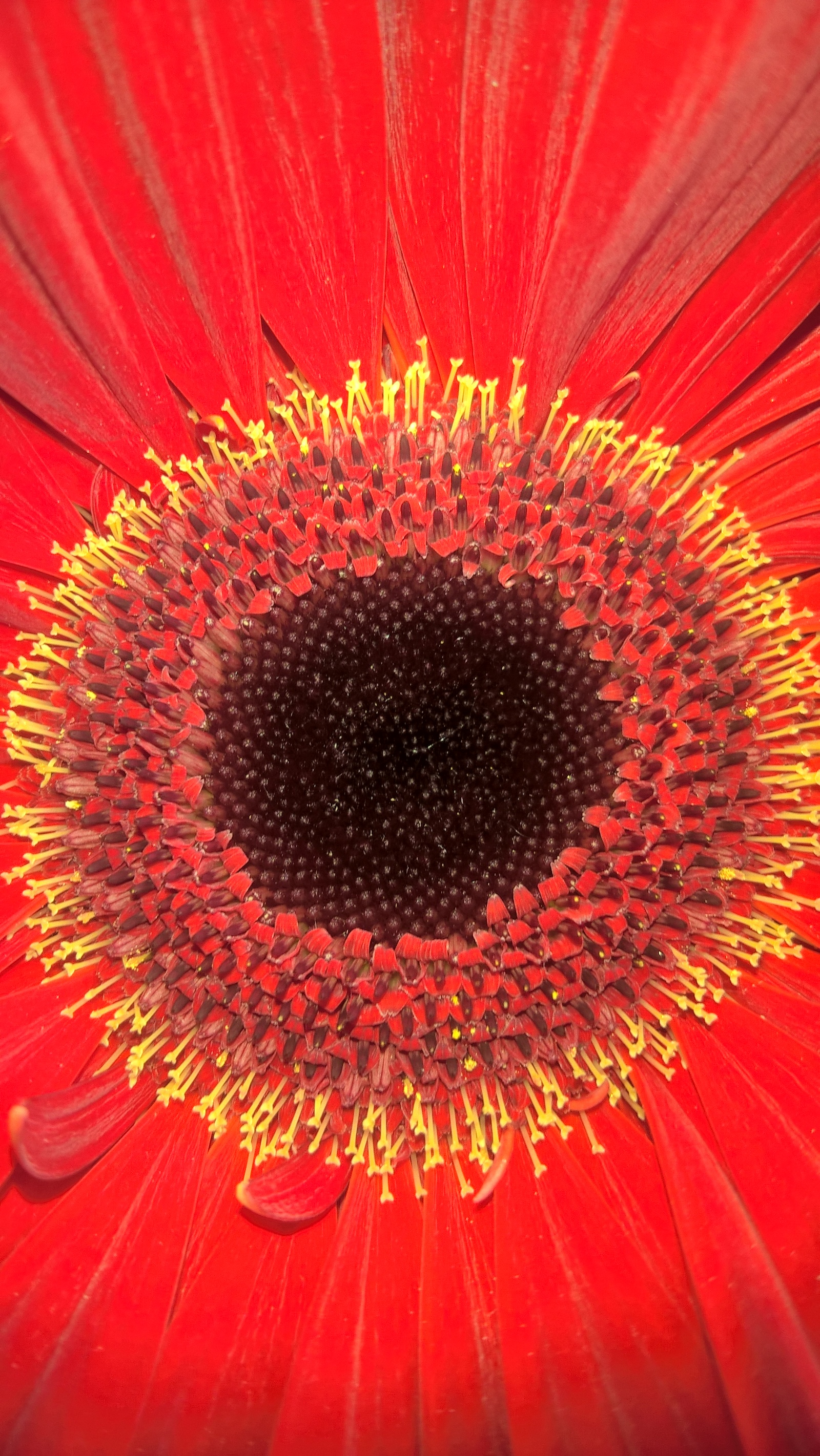 Gerbera - My, Flowers, Nature