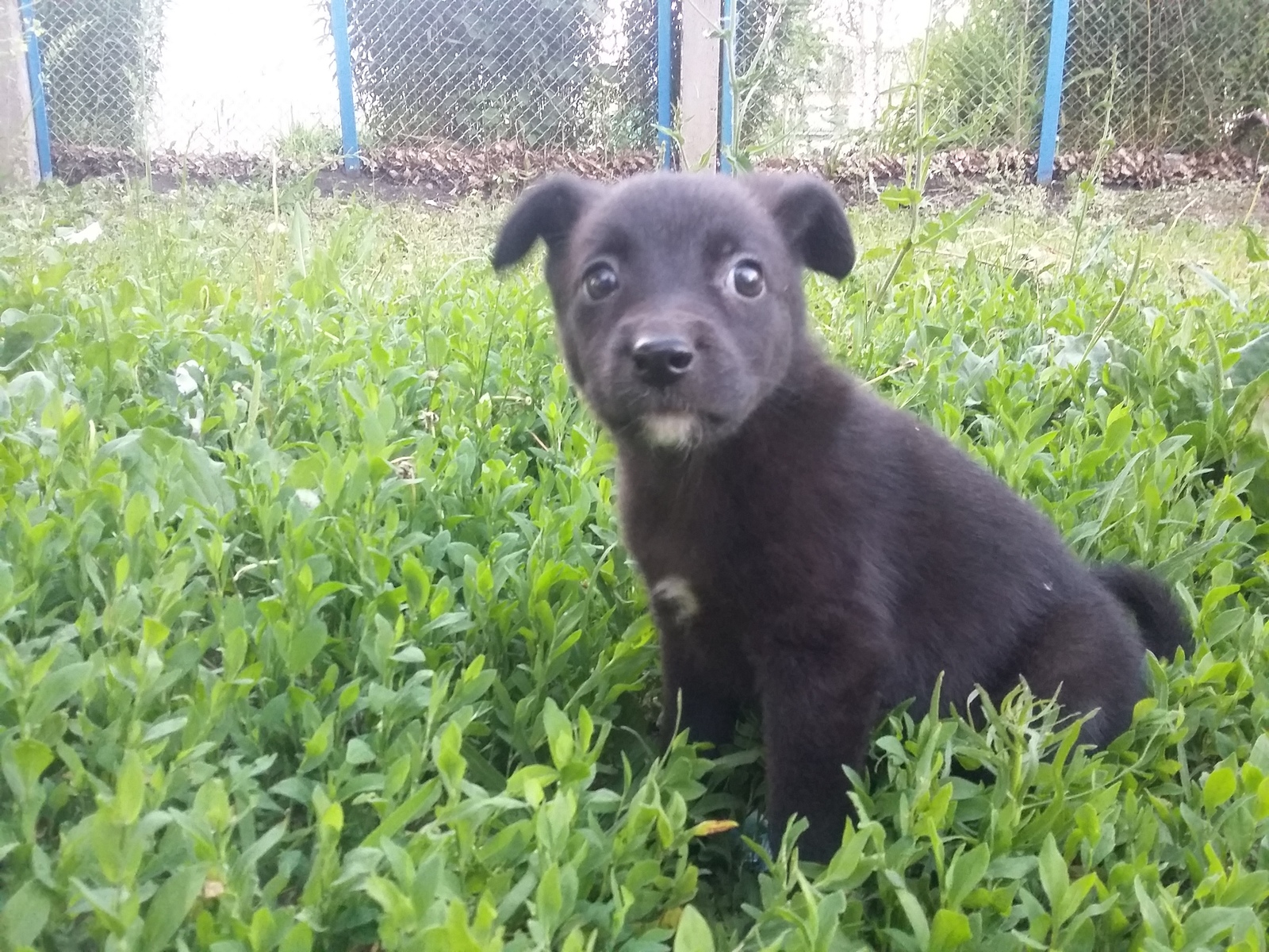 Dog is looking for a home - Foundling, Sterlitamak, Help, In good hands, Dog, Longpost, No rating, Helping animals