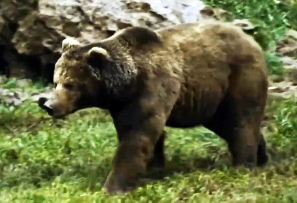 Grizzly cannibal. A fierce battle for the cubs. - My, Wild animals, Animals, Grizzly, The Bears, Cannibalism, Longpost