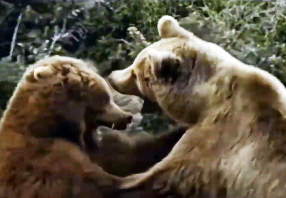 Grizzly cannibal. A fierce battle for the cubs. - My, Wild animals, Animals, Grizzly, The Bears, Cannibalism, Longpost