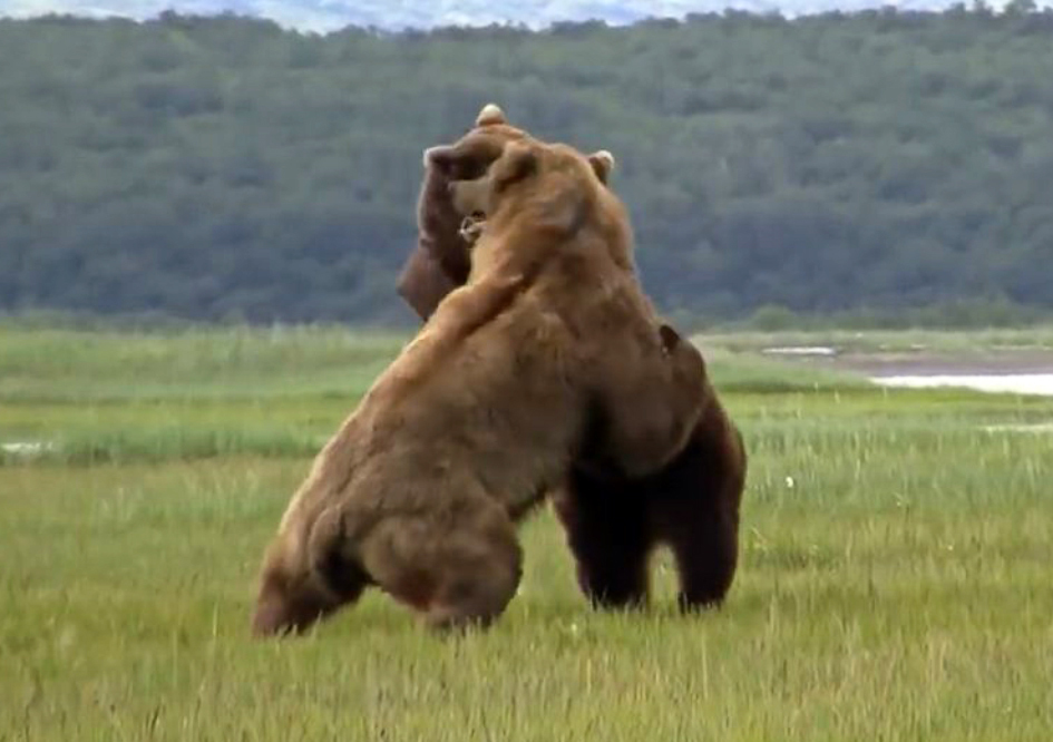 Grizzly cannibal. A fierce battle for the cubs. - My, Wild animals, Animals, Grizzly, The Bears, Cannibalism, Longpost