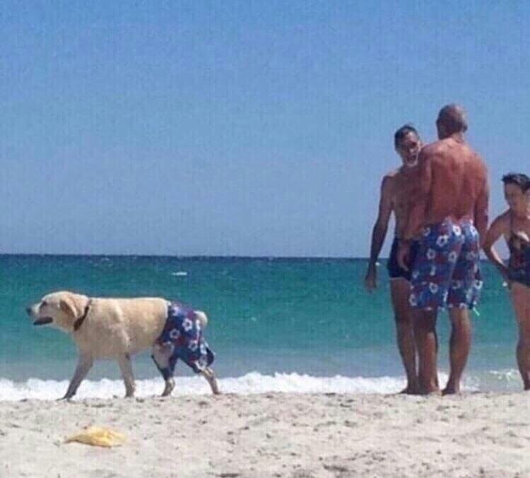 It's all like this - Dog, Shorts