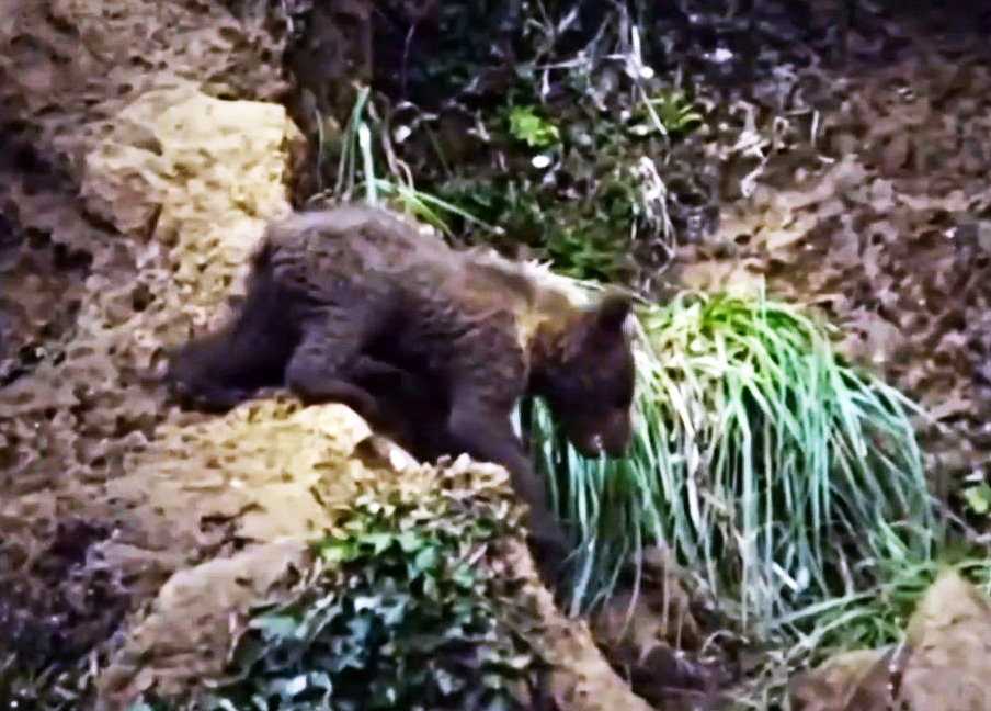 Cannibal Grizzly 2. End of story. - My, Animals, Cannibalism, The Bears, Grizzly, wildlife, Wild animals, Longpost