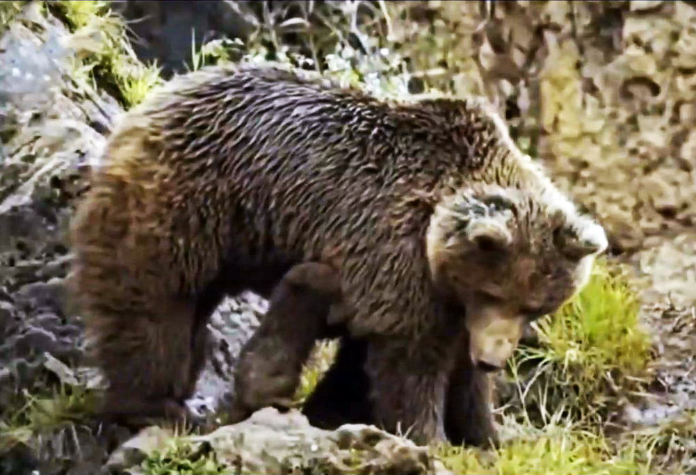 Cannibal Grizzly 2. End of story. - My, Animals, Cannibalism, The Bears, Grizzly, wildlife, Wild animals, Longpost