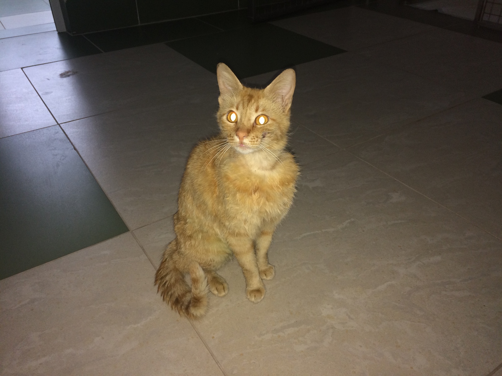 Krasnodar! - My, Longpost, No rating, cat, Krasnodar, Help, In good hands, Helping animals