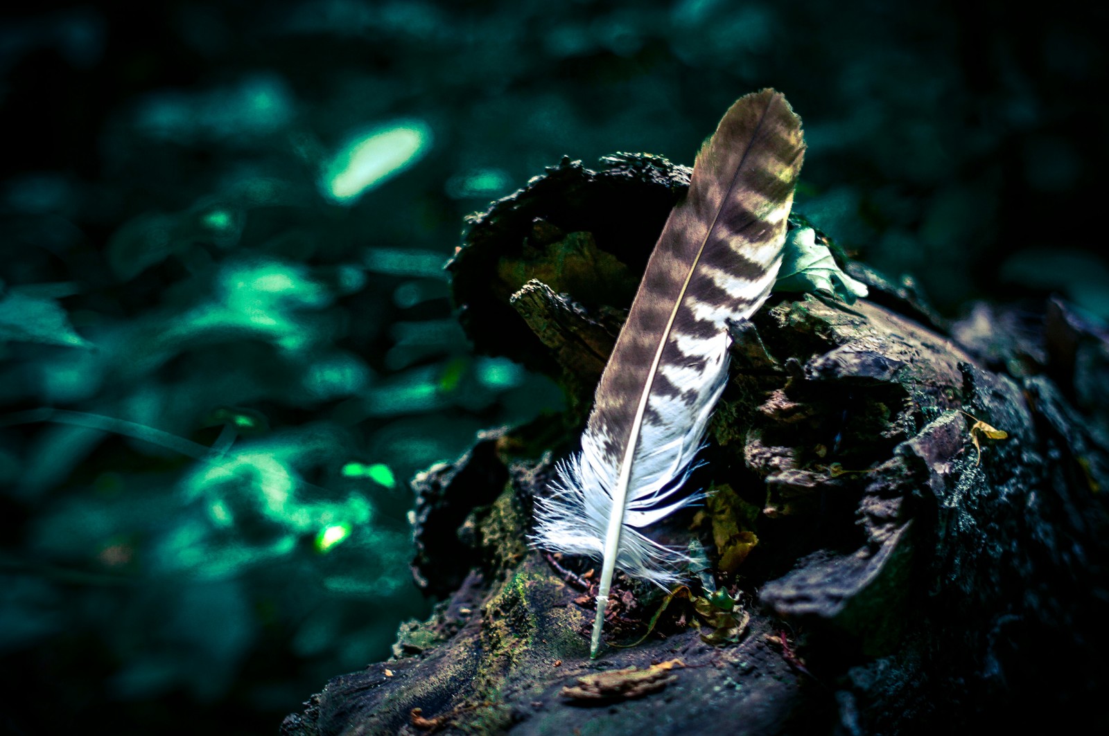 Find in the forest - My, Ryazan, The photo, Forest, Feather, What kind of bird?