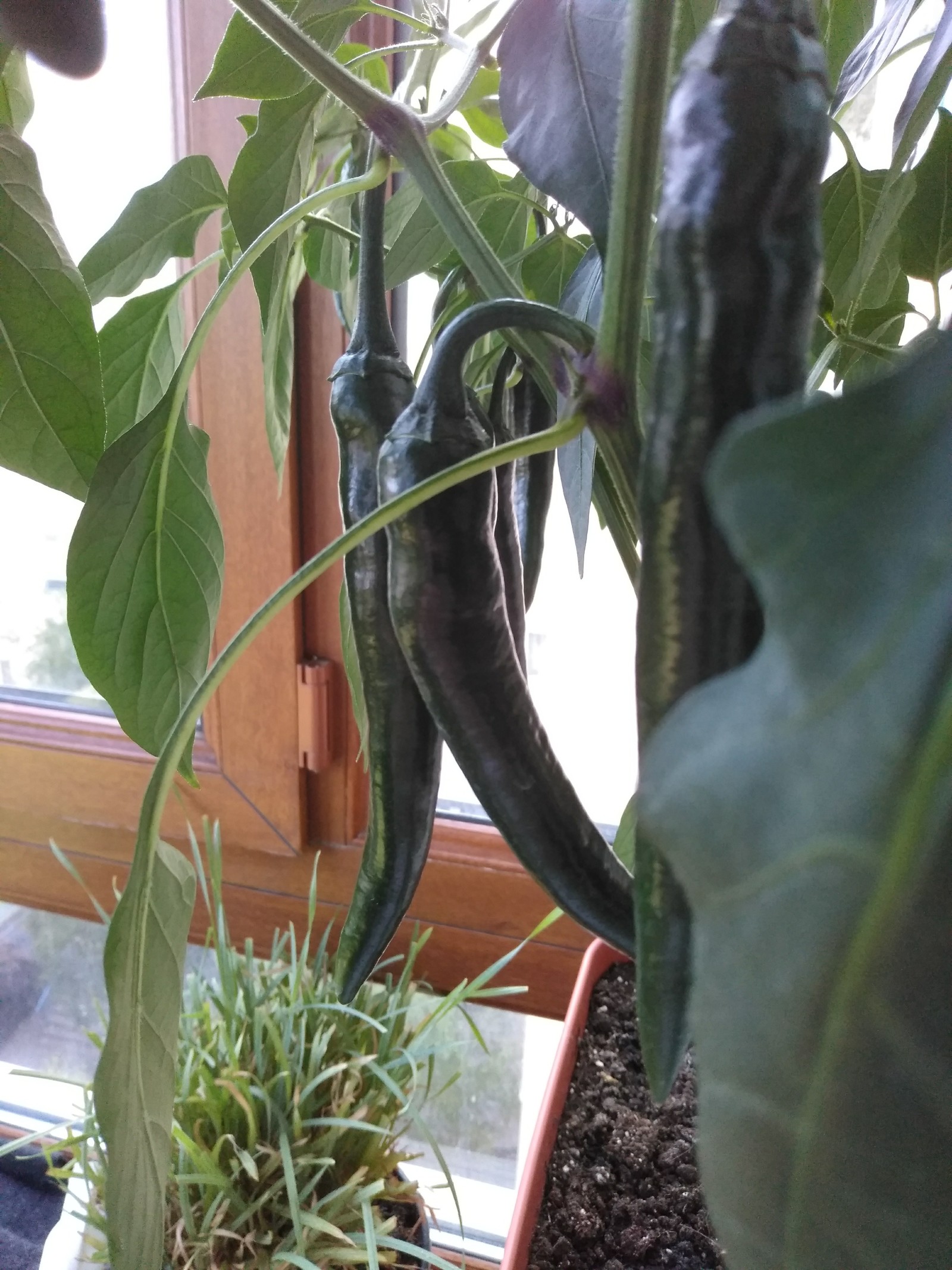 green chili - My, Chile, Balcony, Gardening, Longpost