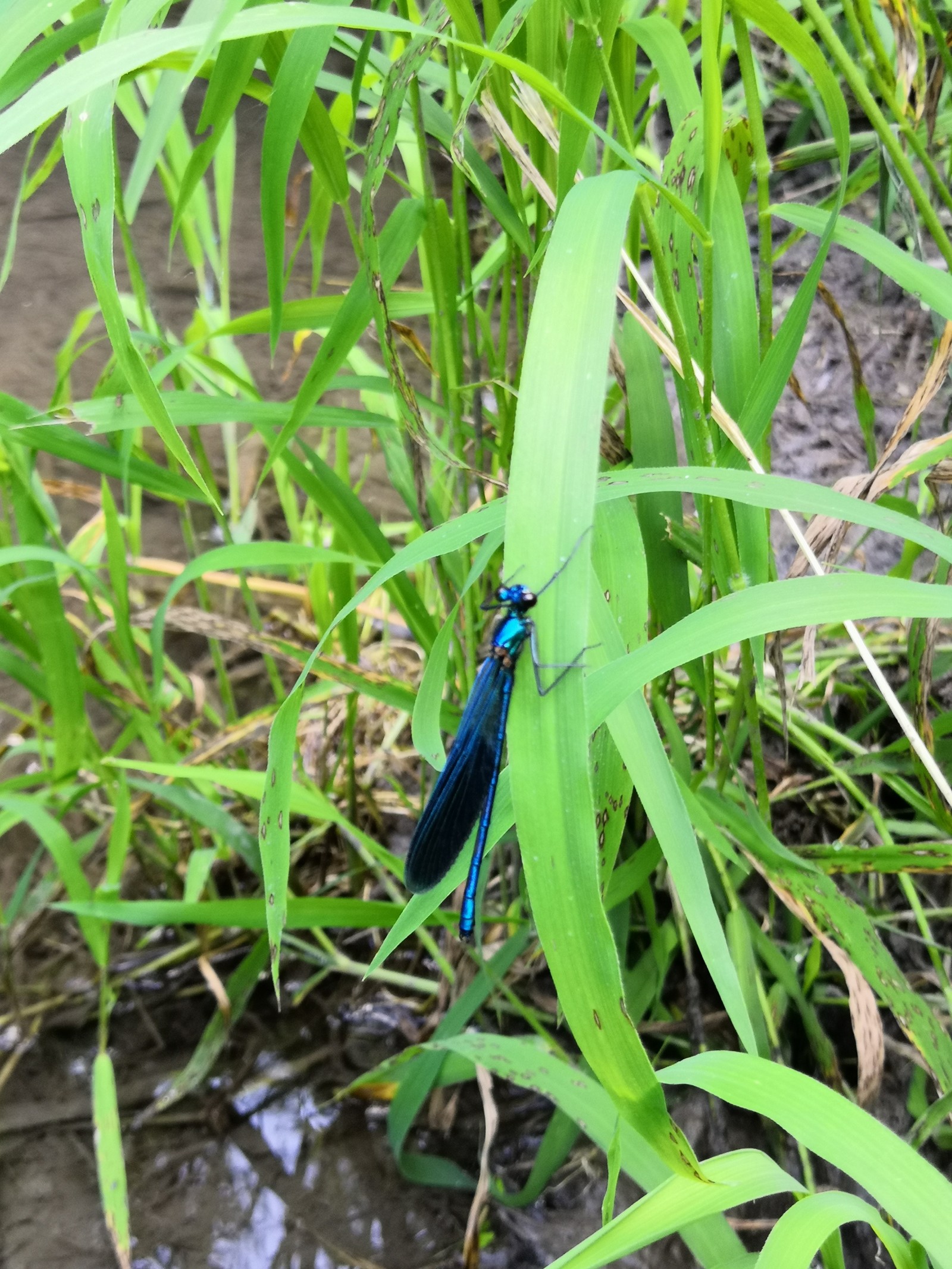 Guys, tell me, what kind of dragonfly? - My, Dragonfly, Nature, Longpost