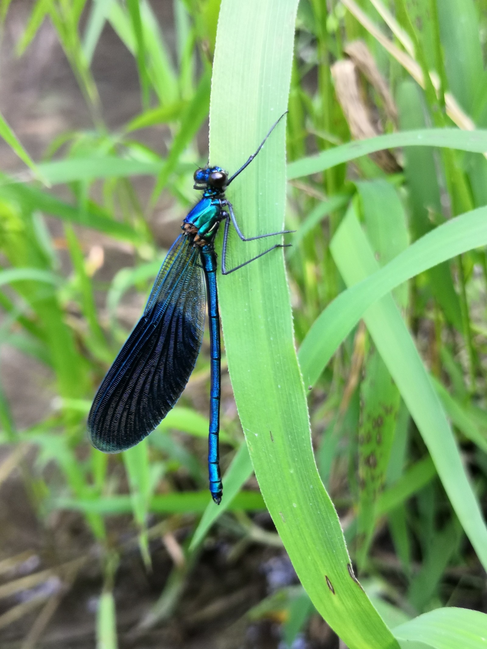 Guys, tell me, what kind of dragonfly? - My, Dragonfly, Nature, Longpost