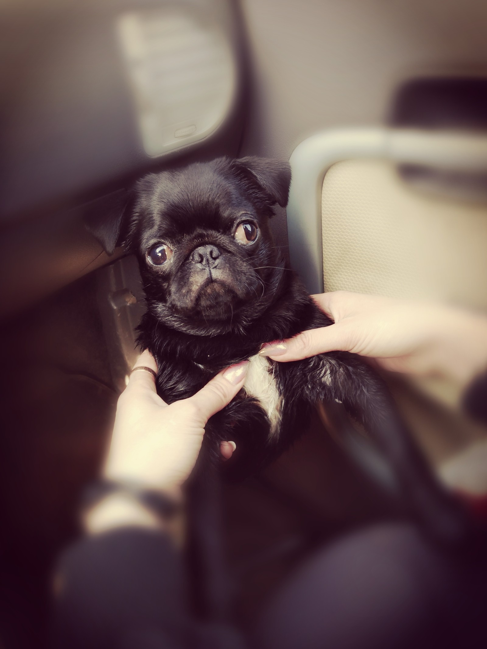 pugsophilia - My, Pug, Pets, Pet, Longpost, Pet