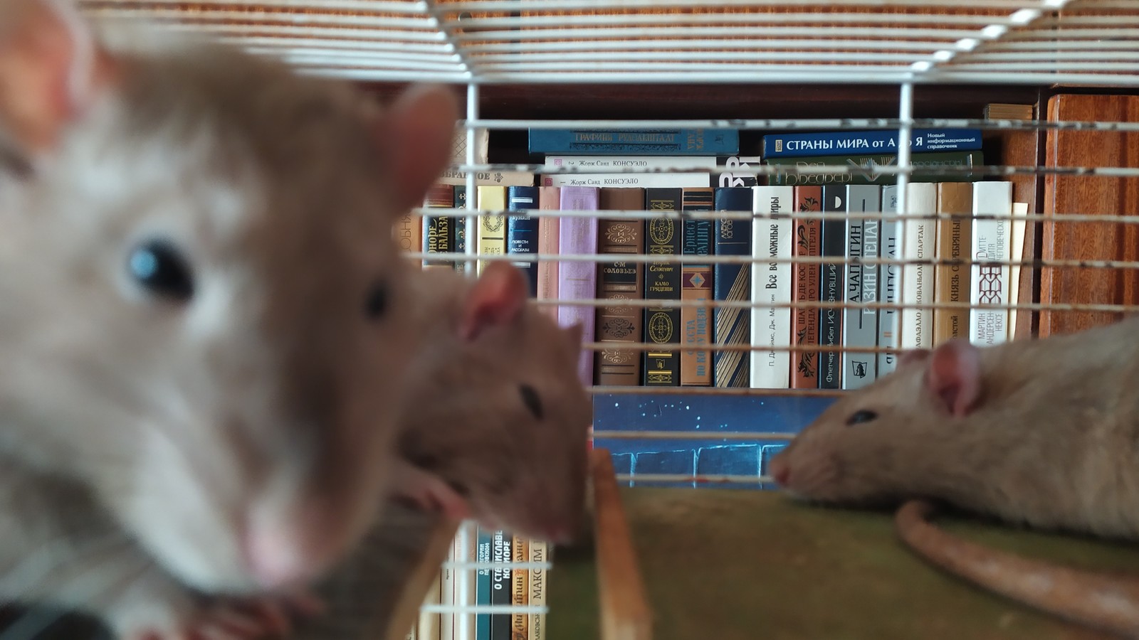 More rats for the rat god - My, Decorative rats, Rat, Rat Chronicles, Longpost