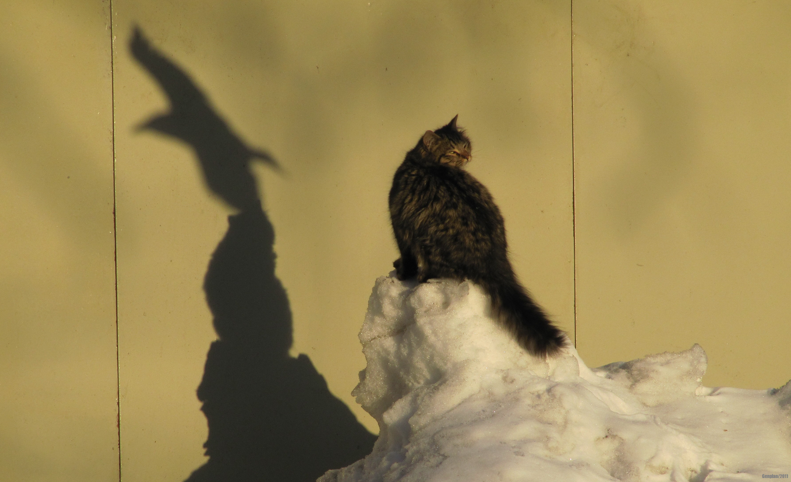 Why am I not a falcon? - My, cat, Snowdrift, Shadow, Saint Petersburg