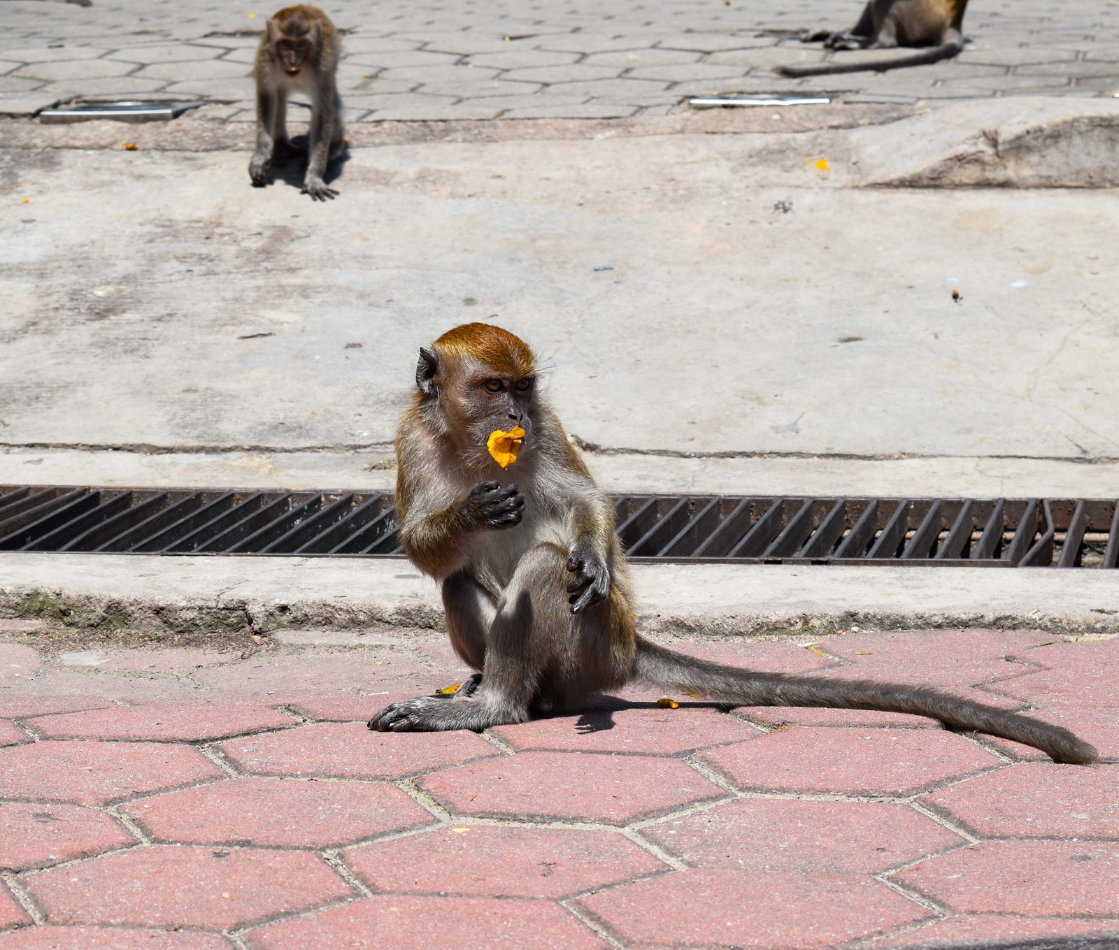 Temple complex - Batu Caves, Kuala Lumpur. Malaysia. - My, Travels, Malaysia, Kuala Lumpur, Caves, Excursion, Video, Longpost