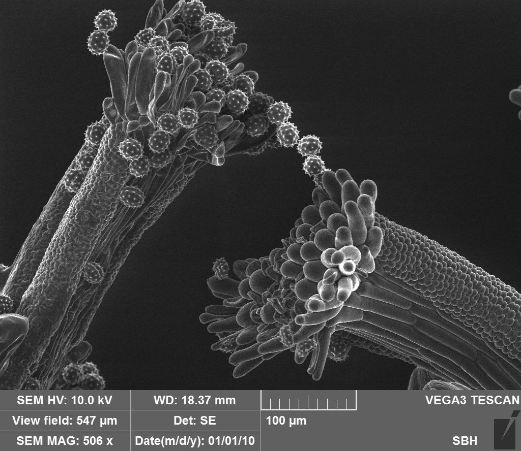 chamomile - My, Microscope, Insects, Botany, Pollen, Biology, Longpost