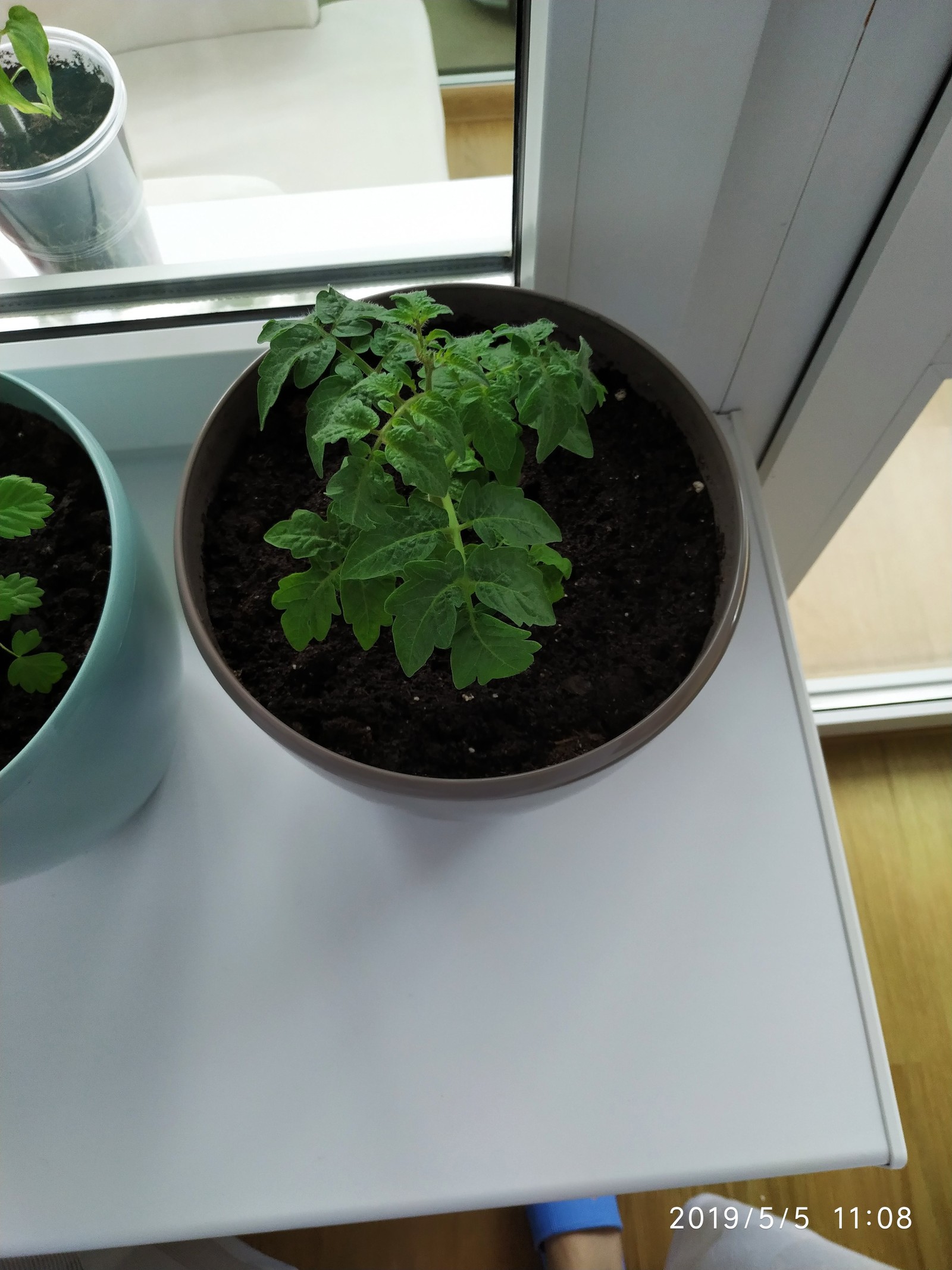 Tomatoes on the windowsill - My, Growing, Tomatoes, , Vegetable garden on the windowsill, Tomato, Longpost