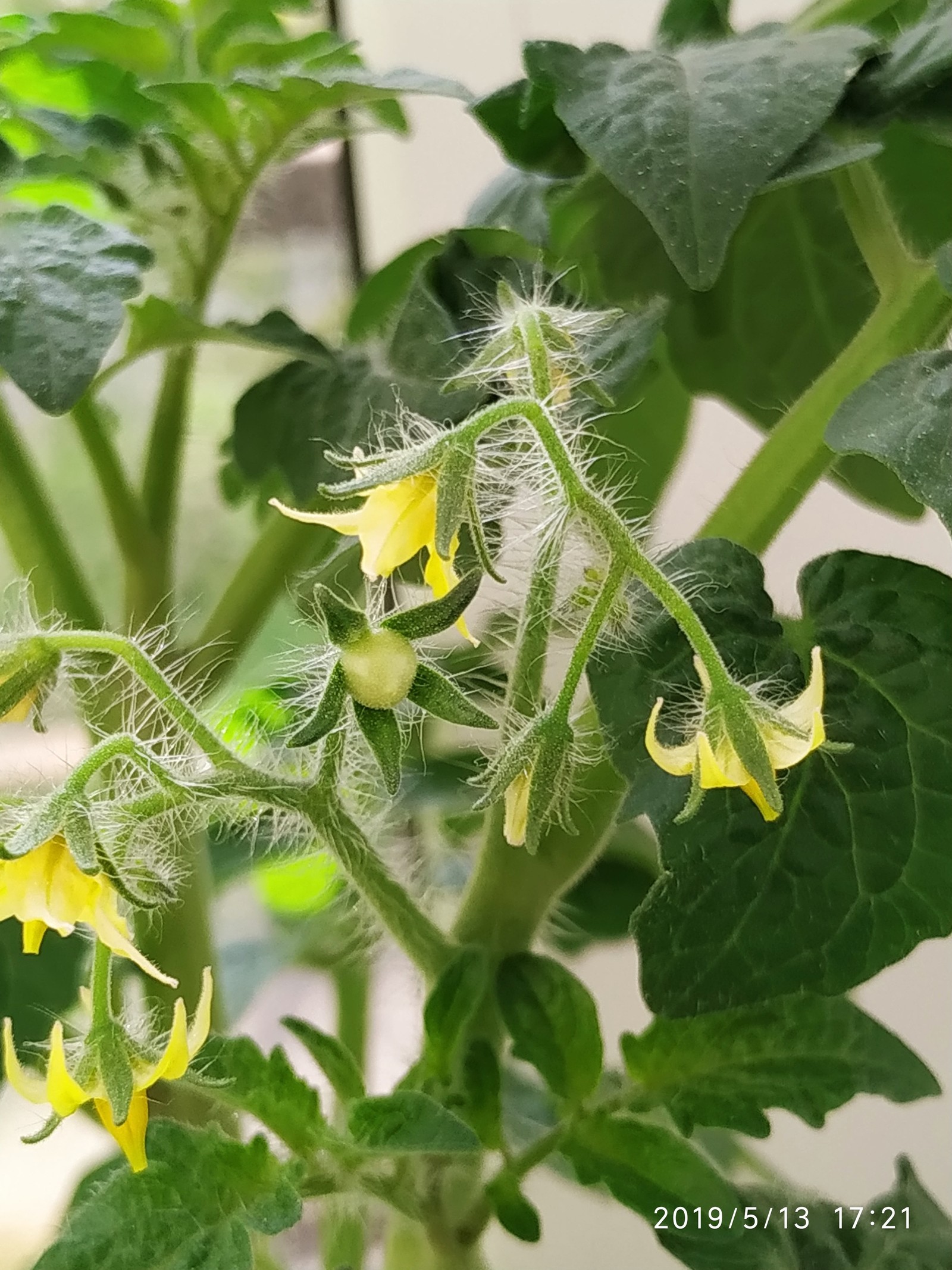 Tomatoes on the windowsill - My, Growing, Tomatoes, , Vegetable garden on the windowsill, Tomato, Longpost