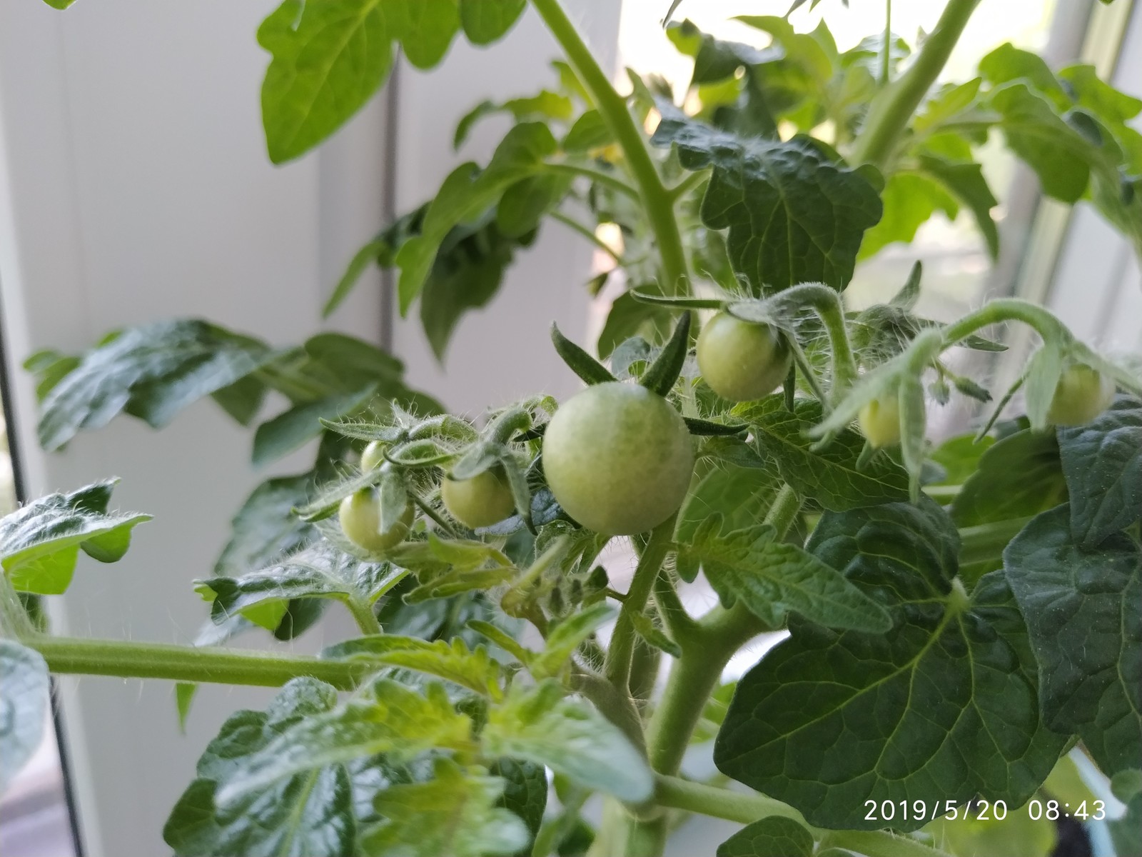 Tomatoes on the windowsill - My, Growing, Tomatoes, , Vegetable garden on the windowsill, Tomato, Longpost