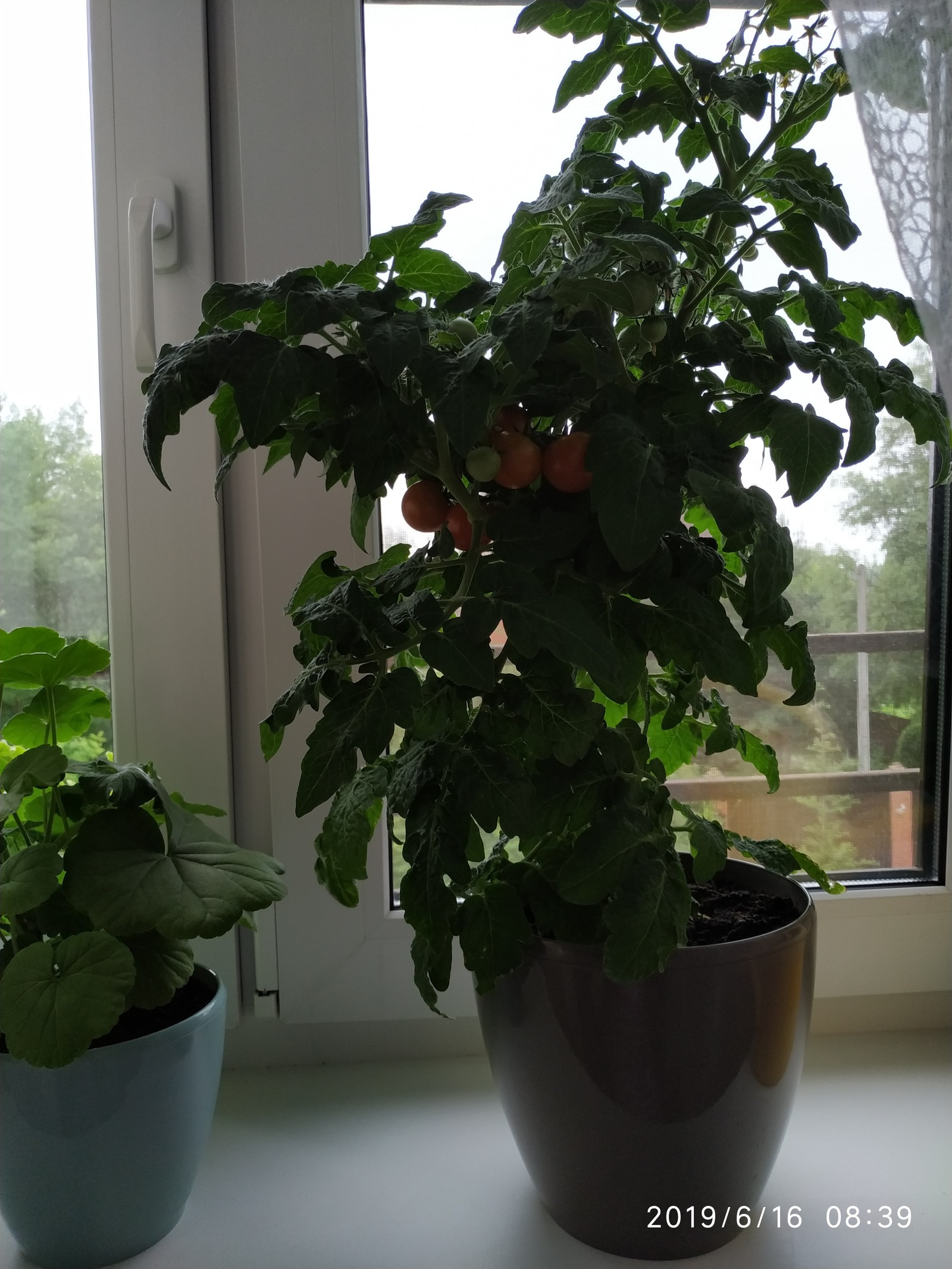 Tomatoes on the windowsill - My, Growing, Tomatoes, , Vegetable garden on the windowsill, Tomato, Longpost