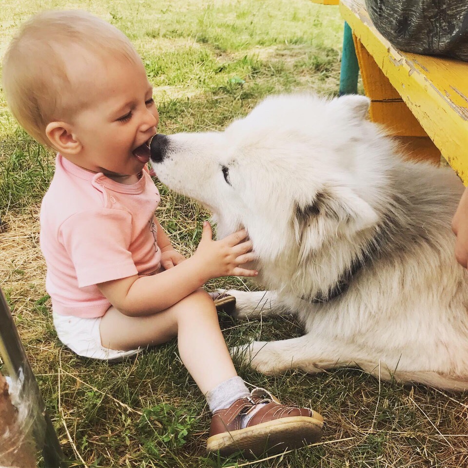 My favorite white moth) - My, Dog, Children, Samoyed, Longpost