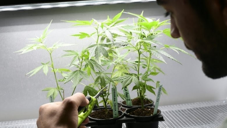 Конопли выращивание закон дичка марихуана