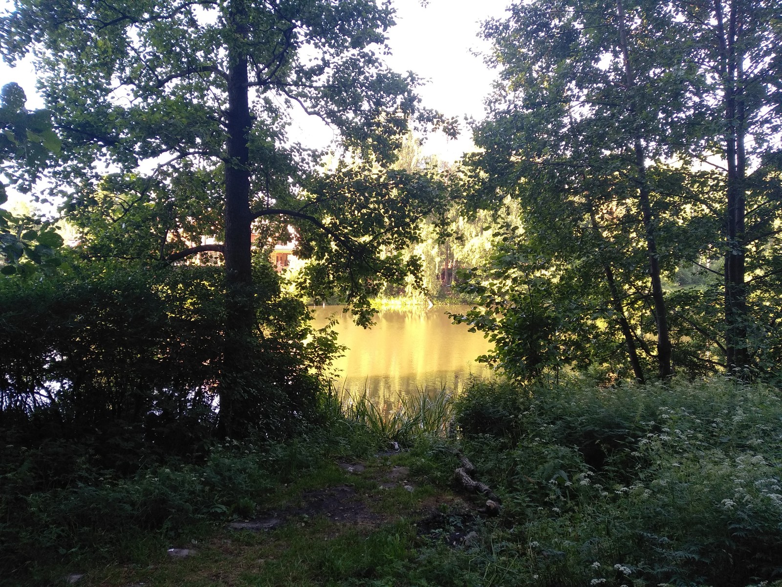 Morning walk - My, Forest, Walk in the woods, Nature, Health, Lake, Weekend, Longpost