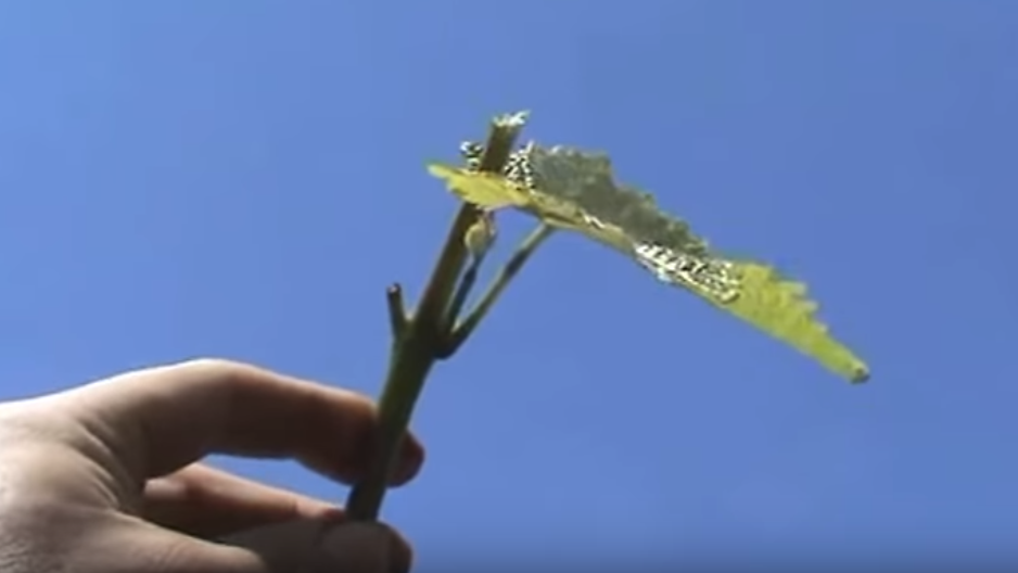 pinching grapes - My, Grape, Vineyard, Care, , Gardening, Dacha, Longpost