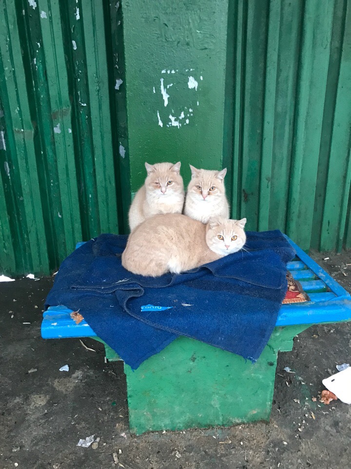 Brothers at the bus stop - My, cat, Animals, Catomafia