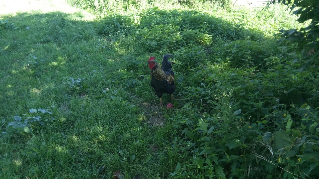 Downshifting without cuts. - My, Ground squirrel farmer, Hen, Pig, Chickens, Rabbit, Cow, Downshifting, Longpost