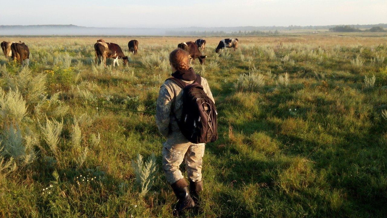 Downshifting without cuts. - My, Ground squirrel farmer, Hen, Pig, Chickens, Rabbit, Cow, Downshifting, Longpost